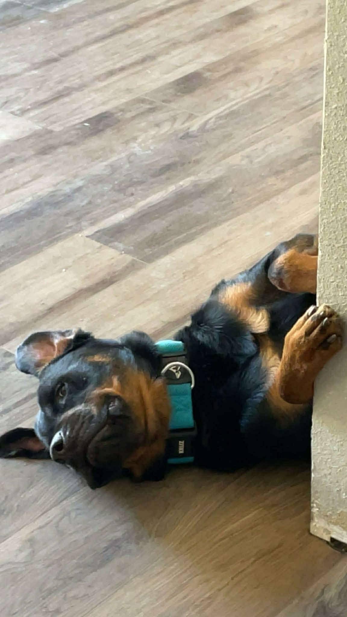 Enlarge Maverick, an adopted Rottweiler in Seattle, WA image 2/5