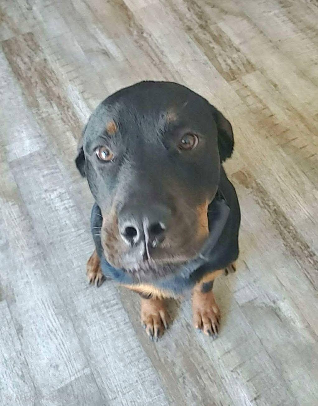 Enlarge Maverick, an adopted Rottweiler in Seattle, WA image 4/5