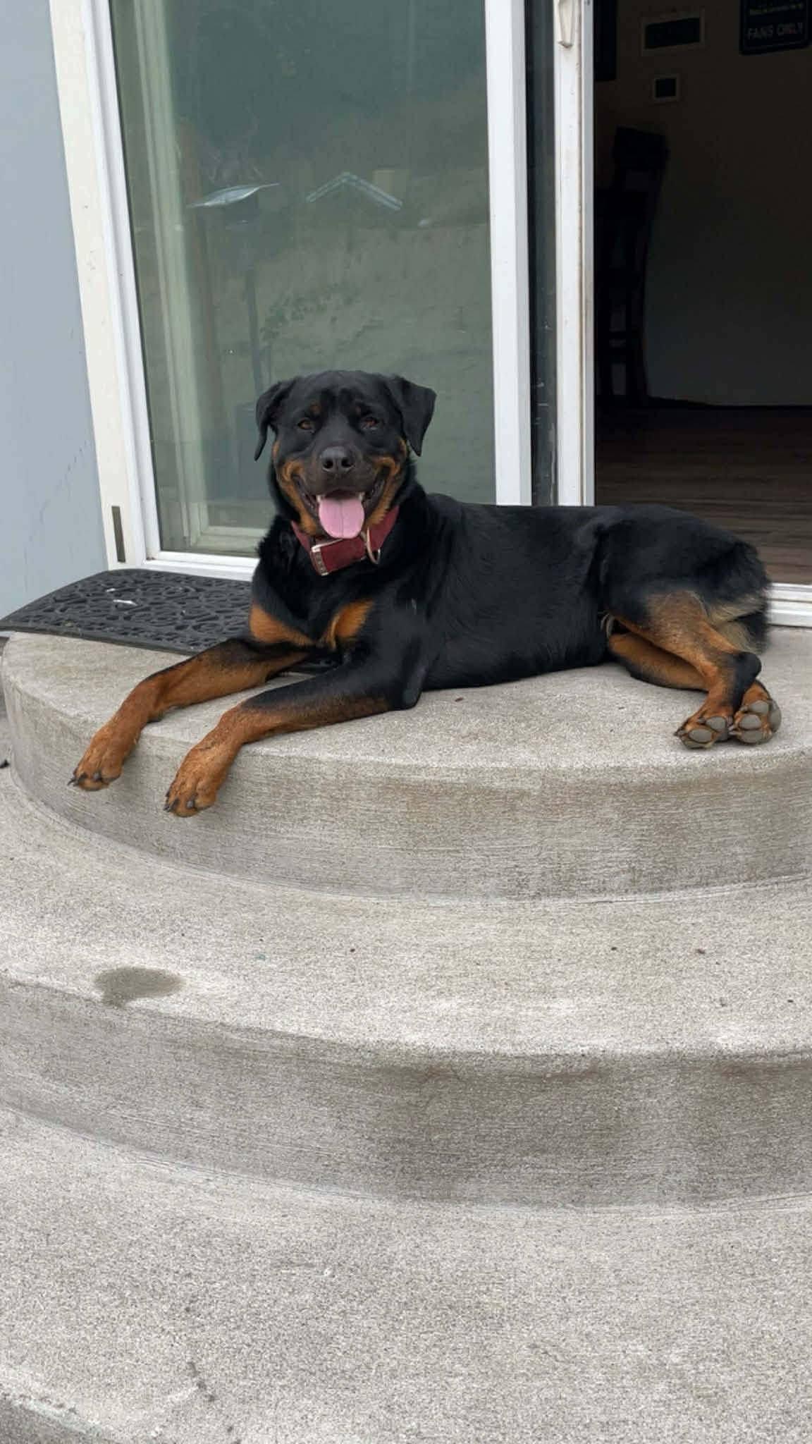 Maverick, adopted, Young Male Rottweiler.