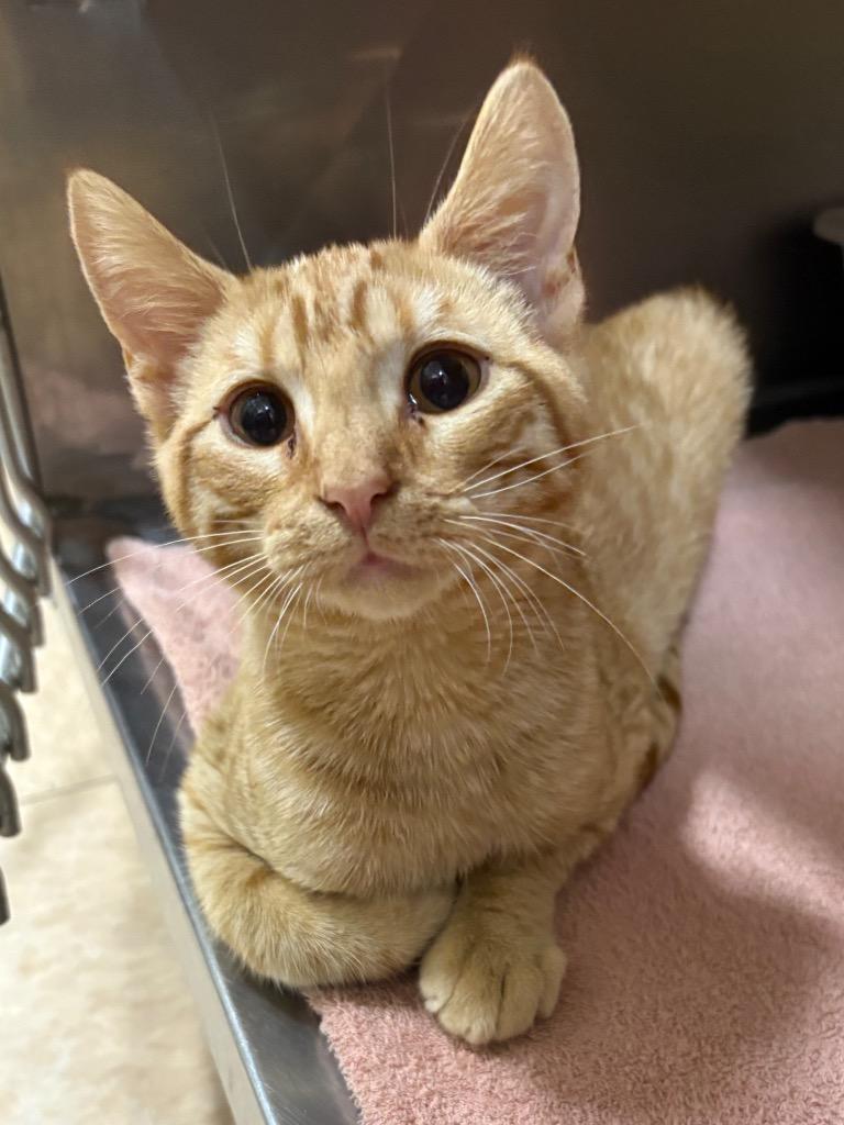 Enlarge Jell-O, a Adoptable mixed breed in Little Rock, AR image 1/1