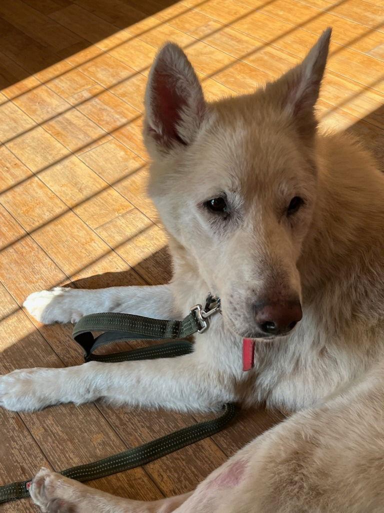 Enlarge Shippo, a Adoptable German Shepherd Dog in Modesto, CA image 1/1