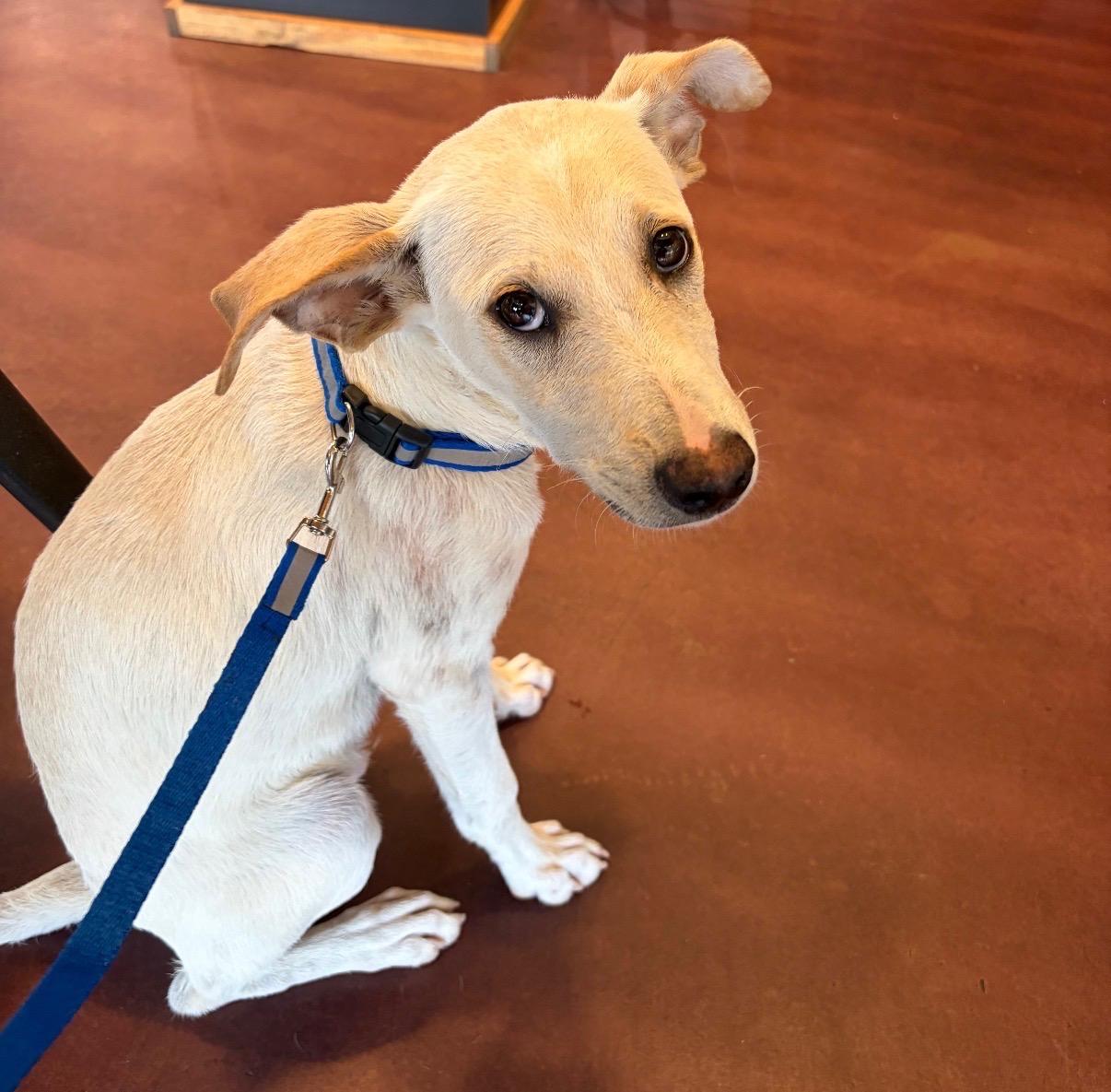 Enlarge Charlie - The Big-Eared Sweetie Pie, a Adoptable mixed breed in New York, NY image 6/6