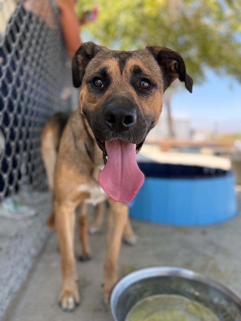 Butch Cassidy, Adoptable, Young Male Shepherd.