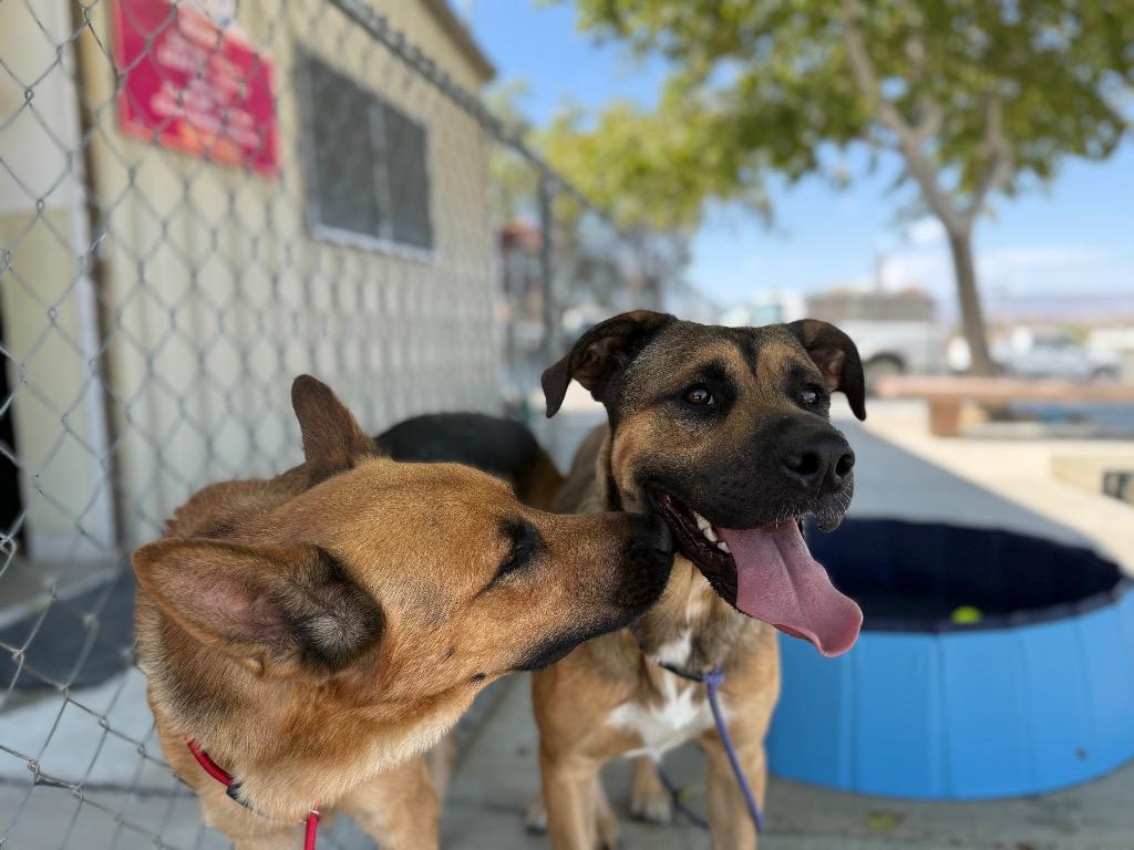 Butch Cassidy, a Adoptable mixed breed in Twentynine Palms, CA image 2/3
