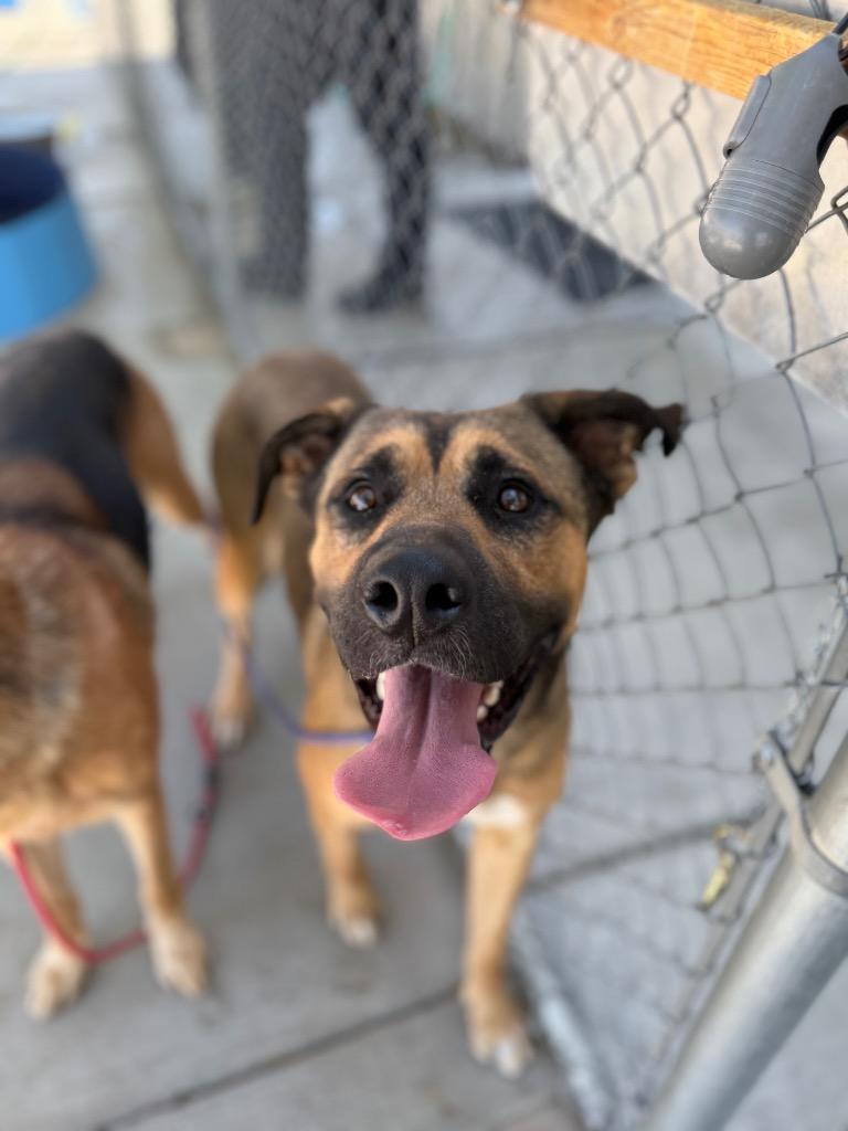 Butch Cassidy, a Adoptable mixed breed in Twentynine Palms, CA image 3/3