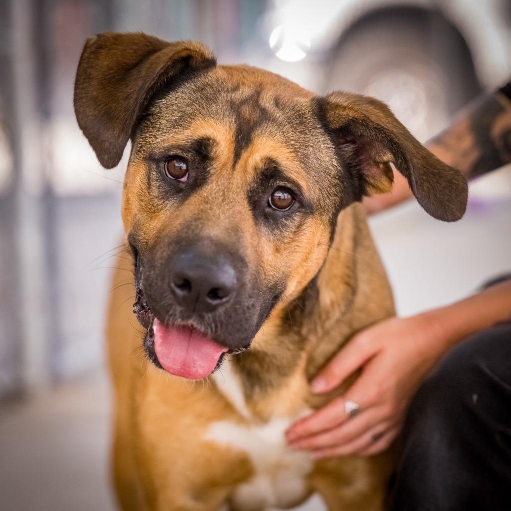 Enlarge Butch Cassidy, a Adoptable mixed breed in Twentynine Palms, CA image 4/5