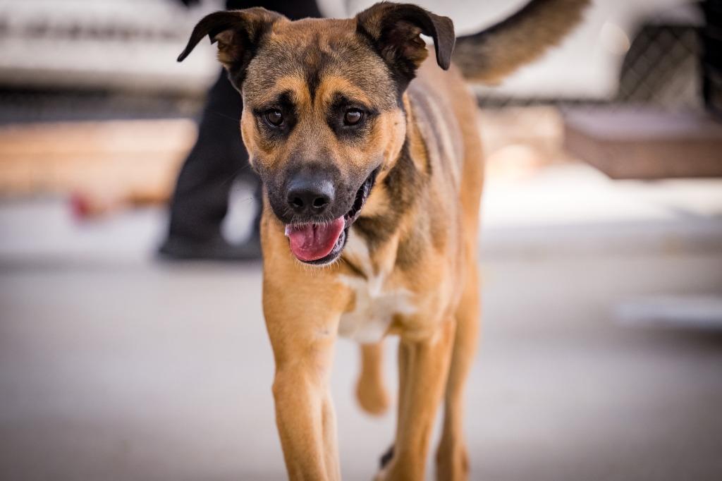 Enlarge Butch Cassidy, a Adoptable mixed breed in Twentynine Palms, CA image 5/5