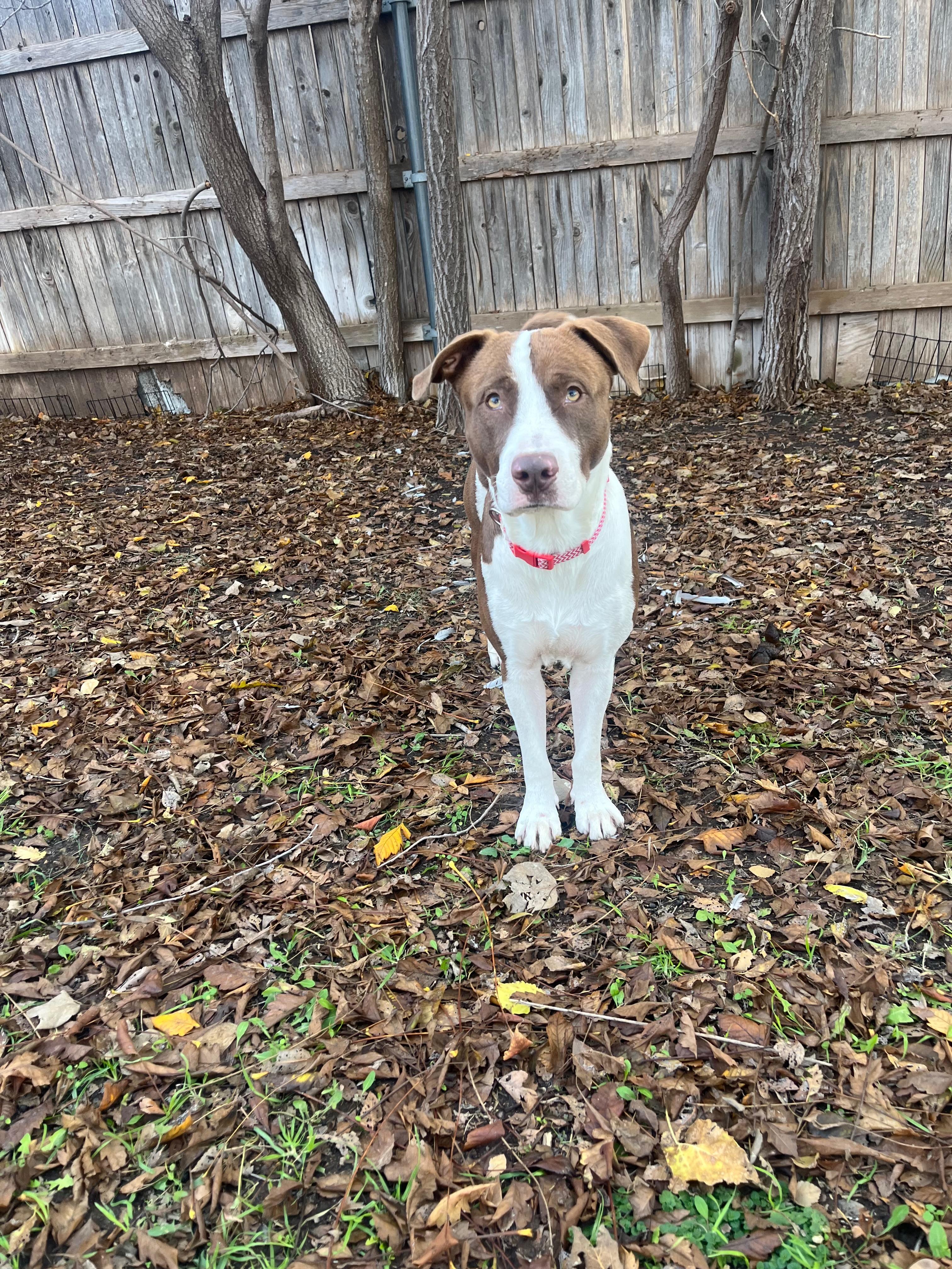 Sid : The perfect 100 — thumbnail 4