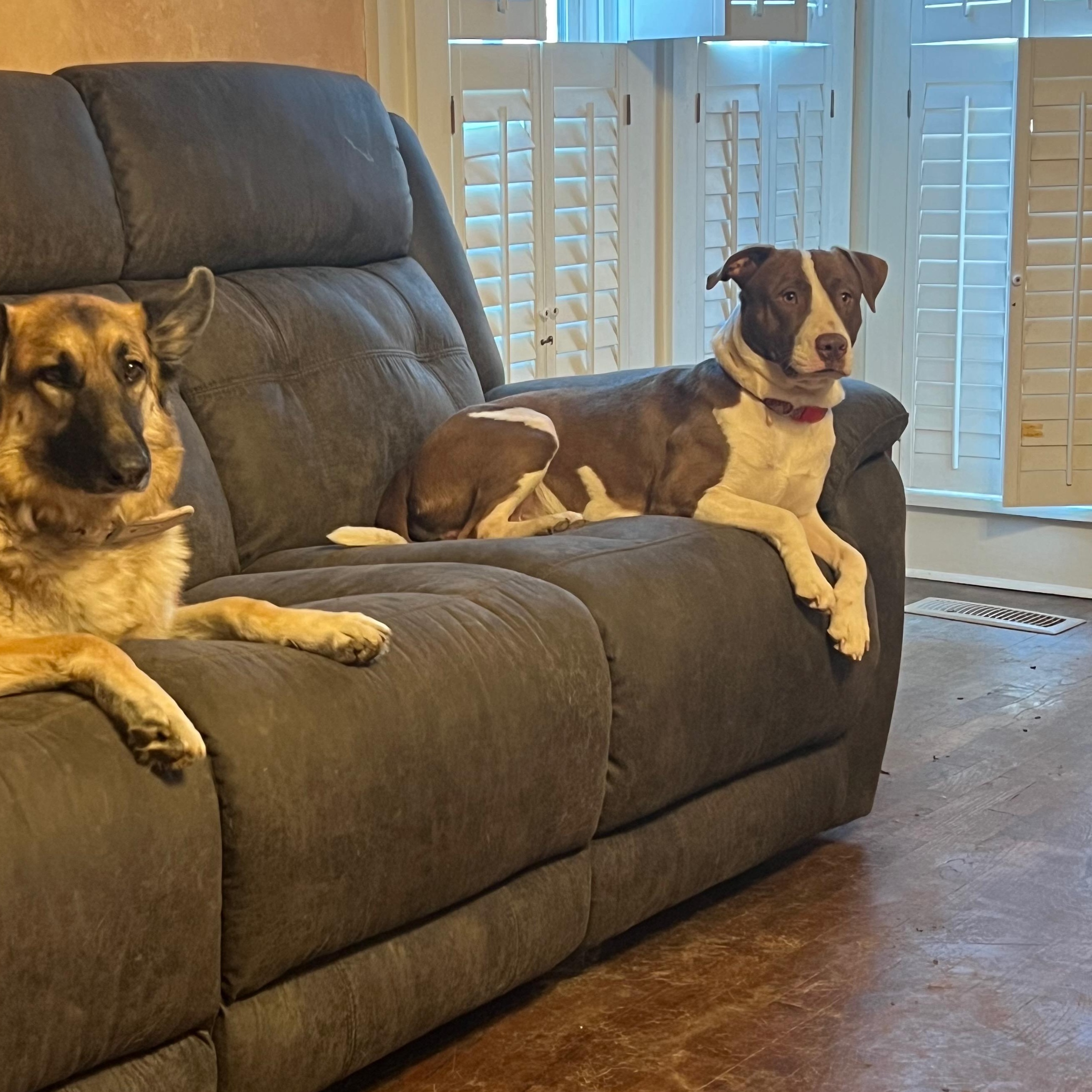 Sid : The perfect 100 — thumbnail 5