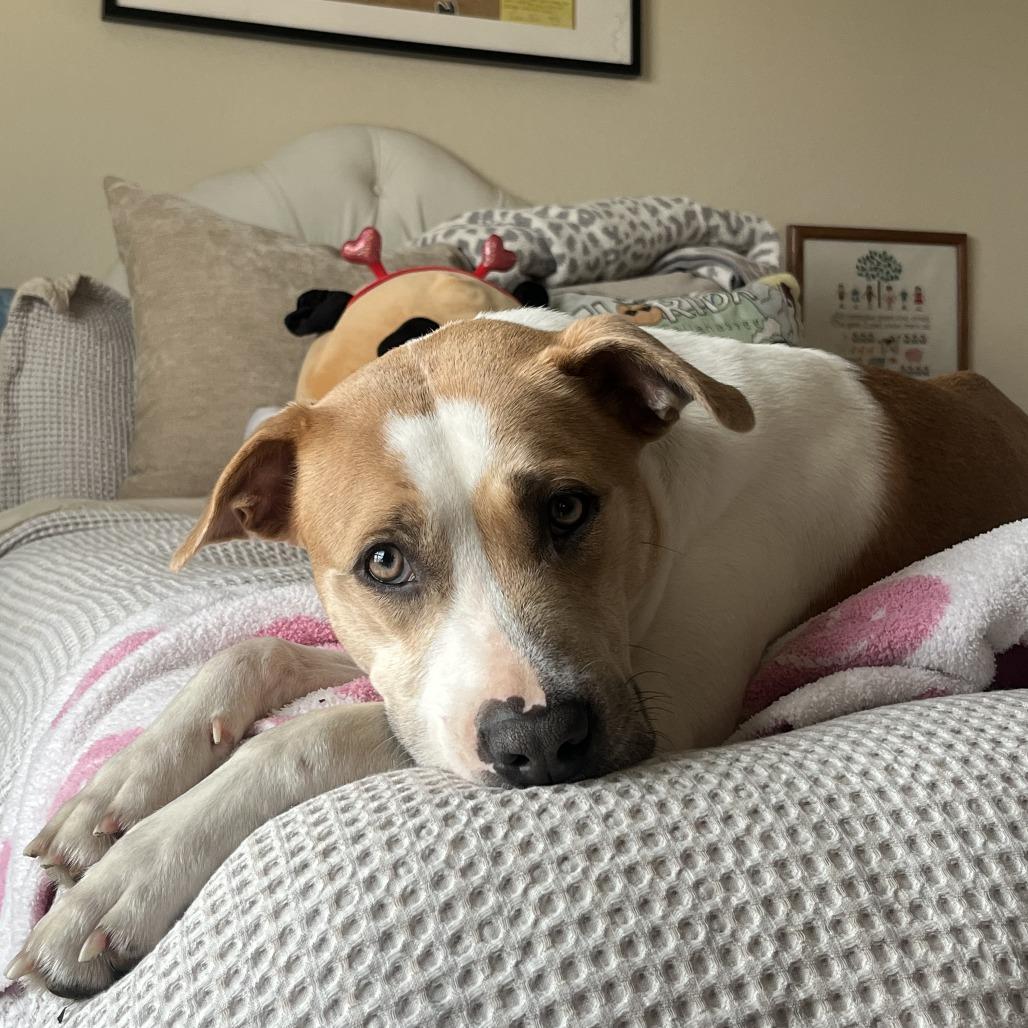 BROOKLYN, Adoptable, Adult Female Black Mouth Cur & Foxhound.