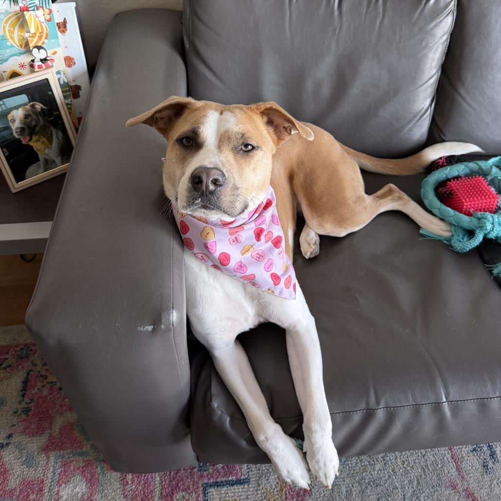 Enlarge BROOKLYN, a Adoptable mixed breed in QUINCY, FL image 2/3