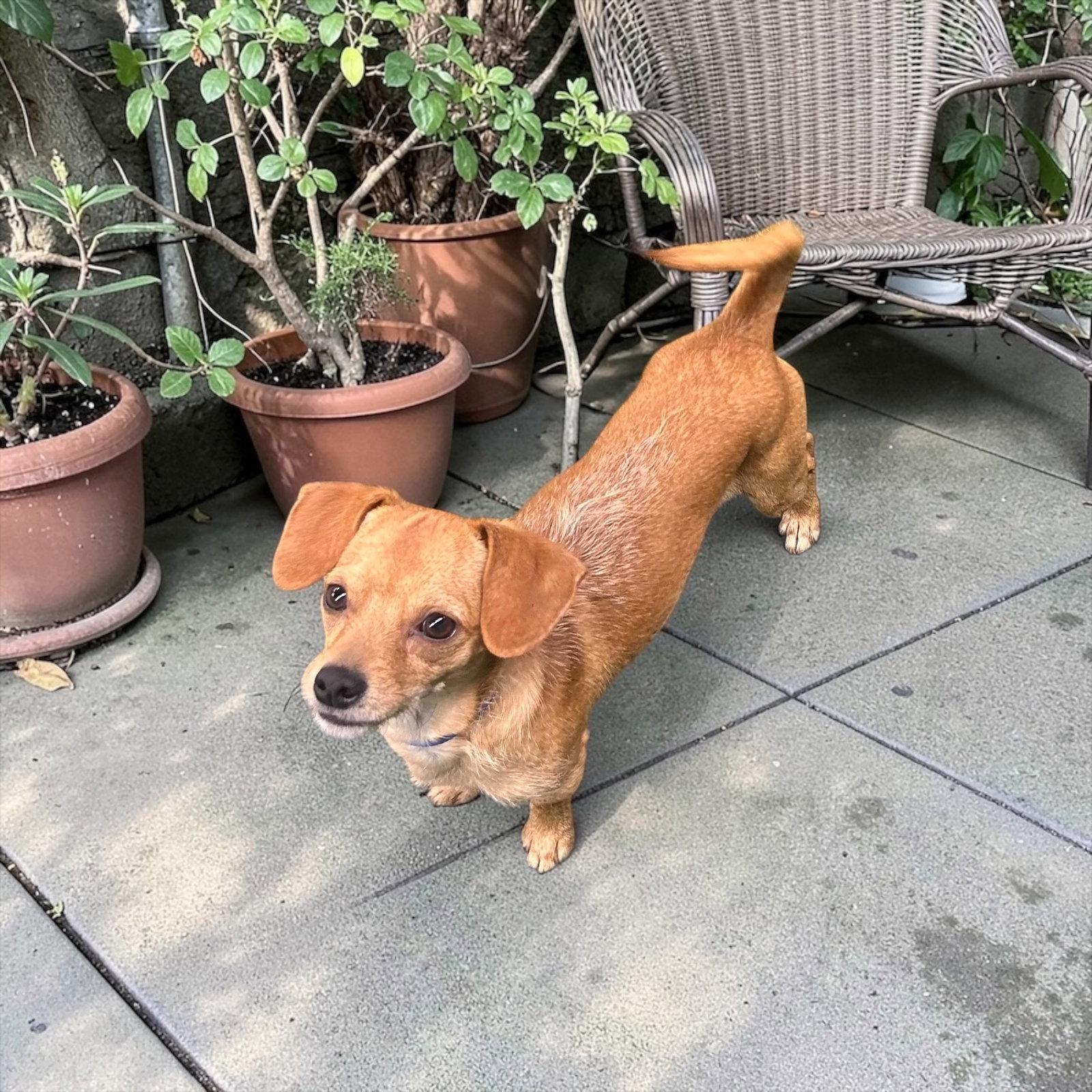 Enlarge Bud, a Adoptable Dachshund in Orange, CA image 1/1