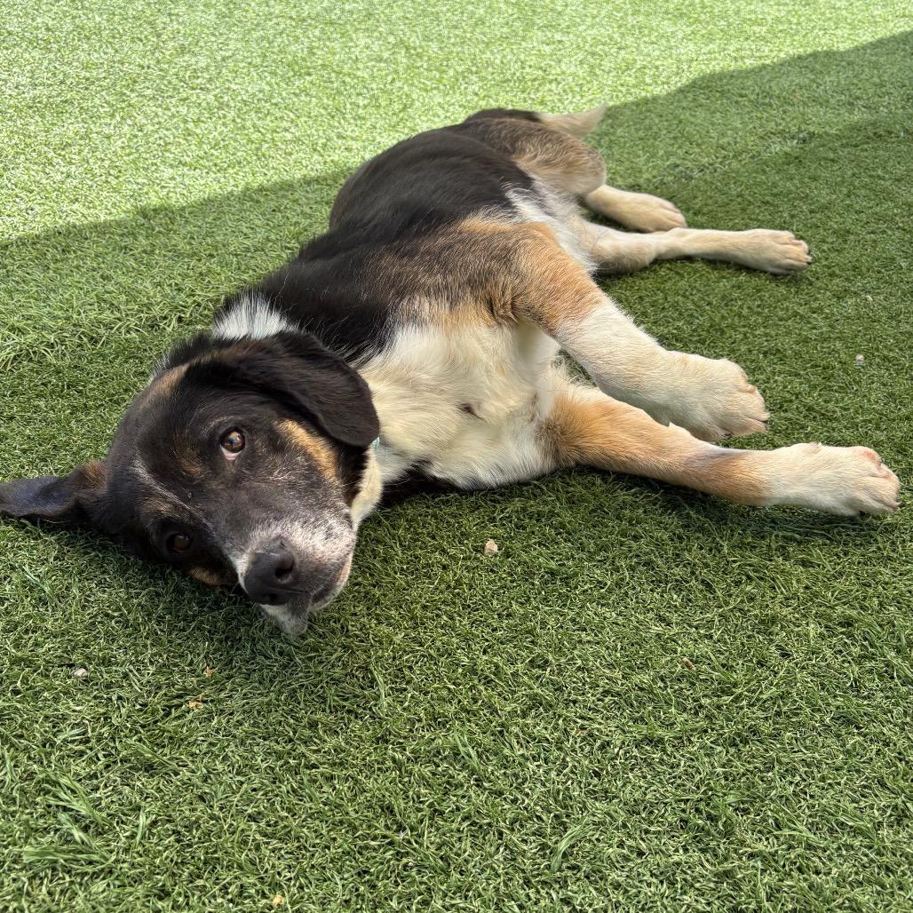 Rowdy, Adoptable, Adult Male Beagle & Mixed Breed.