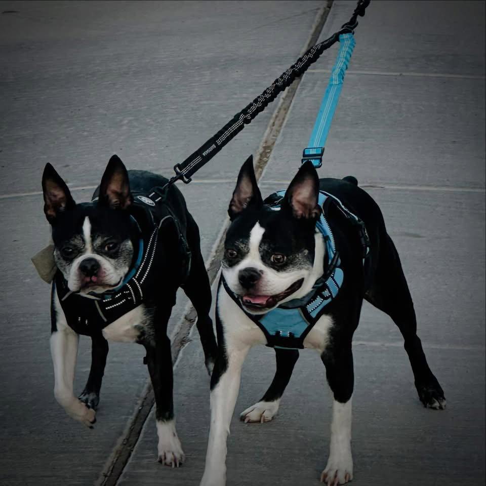 Enlarge Kevin, a Adopted Boston Terrier in Scottsdale, AZ image 1/3