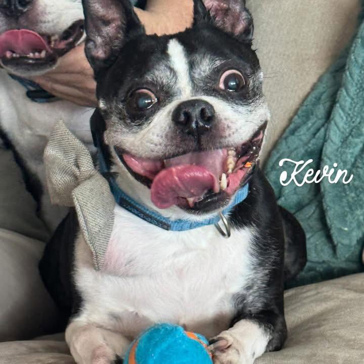 Enlarge Kevin, a Adopted Boston Terrier in Scottsdale, AZ image 2/3