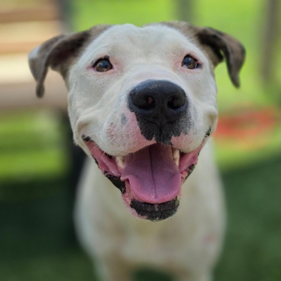 BUMPER, Young Male Mixed Breed