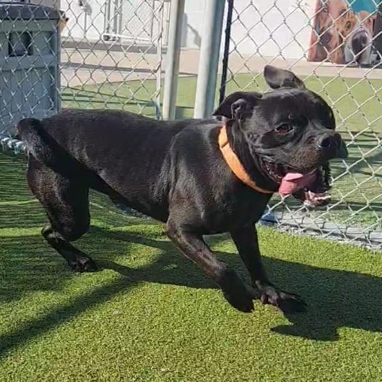 Enlarge Worcestershire Sauce, a Adoptable mixed breed in Lakeland, FL image 1/6