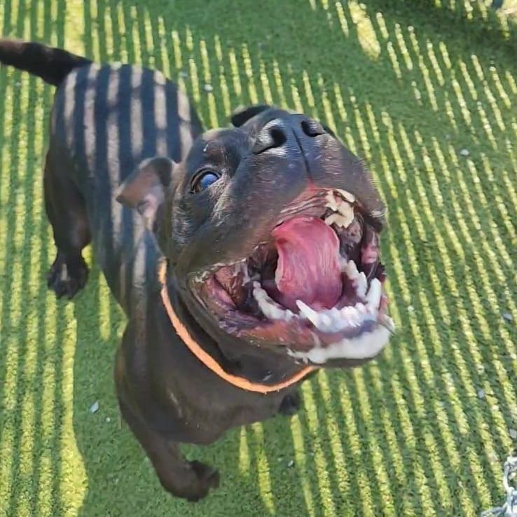 Enlarge Worcestershire Sauce, a Adoptable mixed breed in Lakeland, FL image 2/6