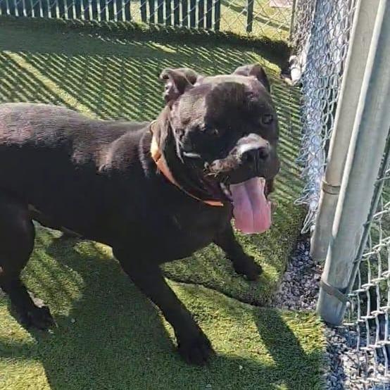 Enlarge Worcestershire Sauce, a Adoptable mixed breed in Lakeland, FL image 3/6