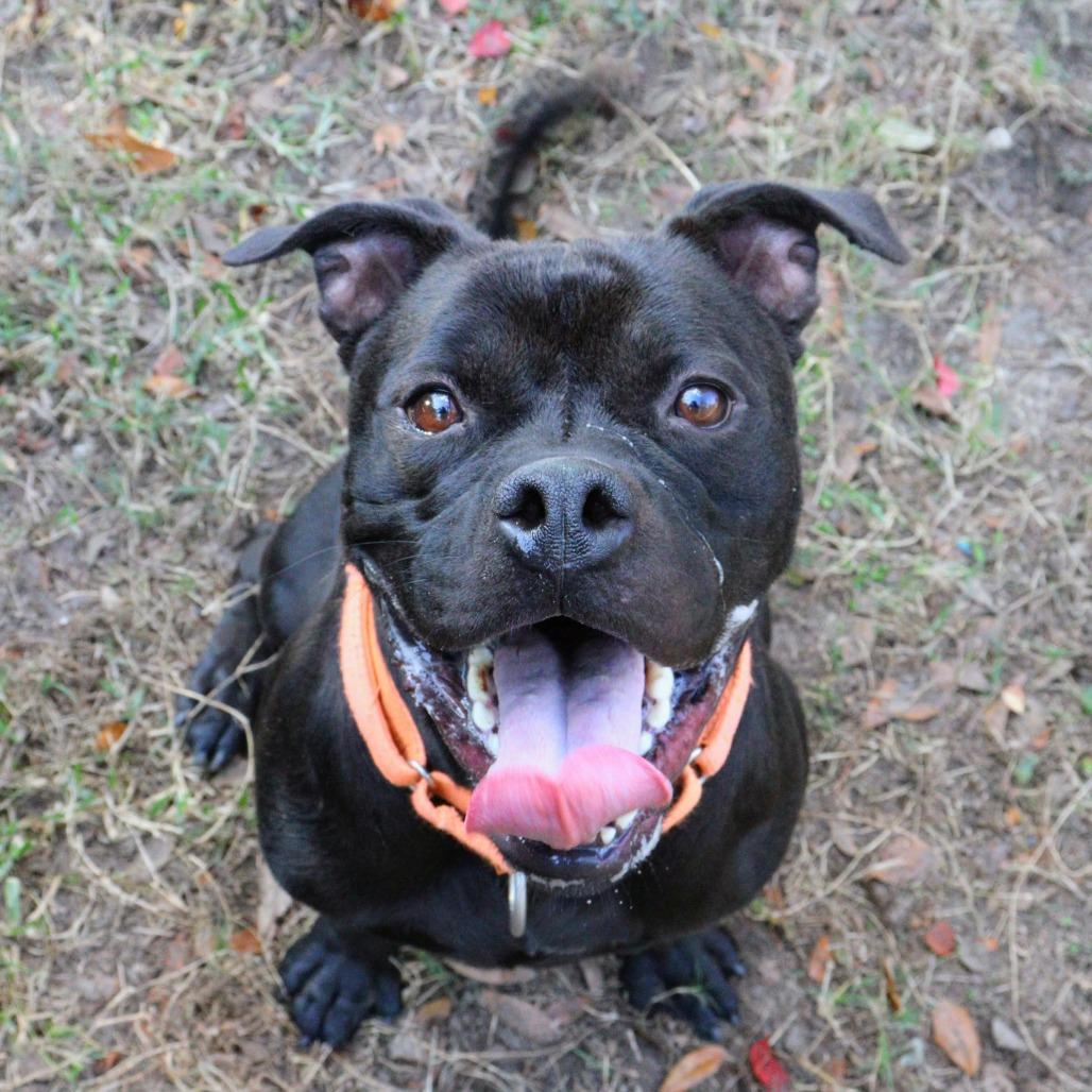 Enlarge Worcestershire Sauce, a Adoptable mixed breed in Lakeland, FL image 4/6