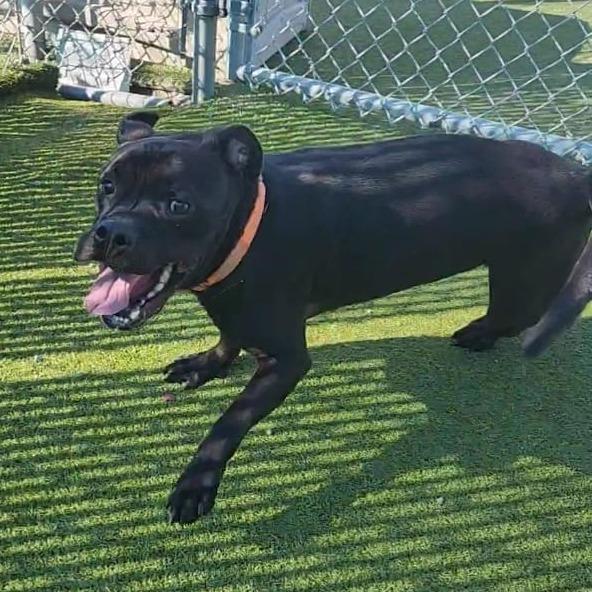 Enlarge Worcestershire Sauce, a Adoptable mixed breed in Lakeland, FL image 5/6