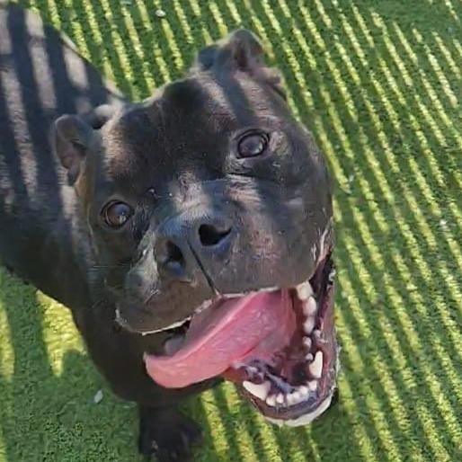 Enlarge Worcestershire Sauce, a Adoptable mixed breed in Lakeland, FL image 6/6