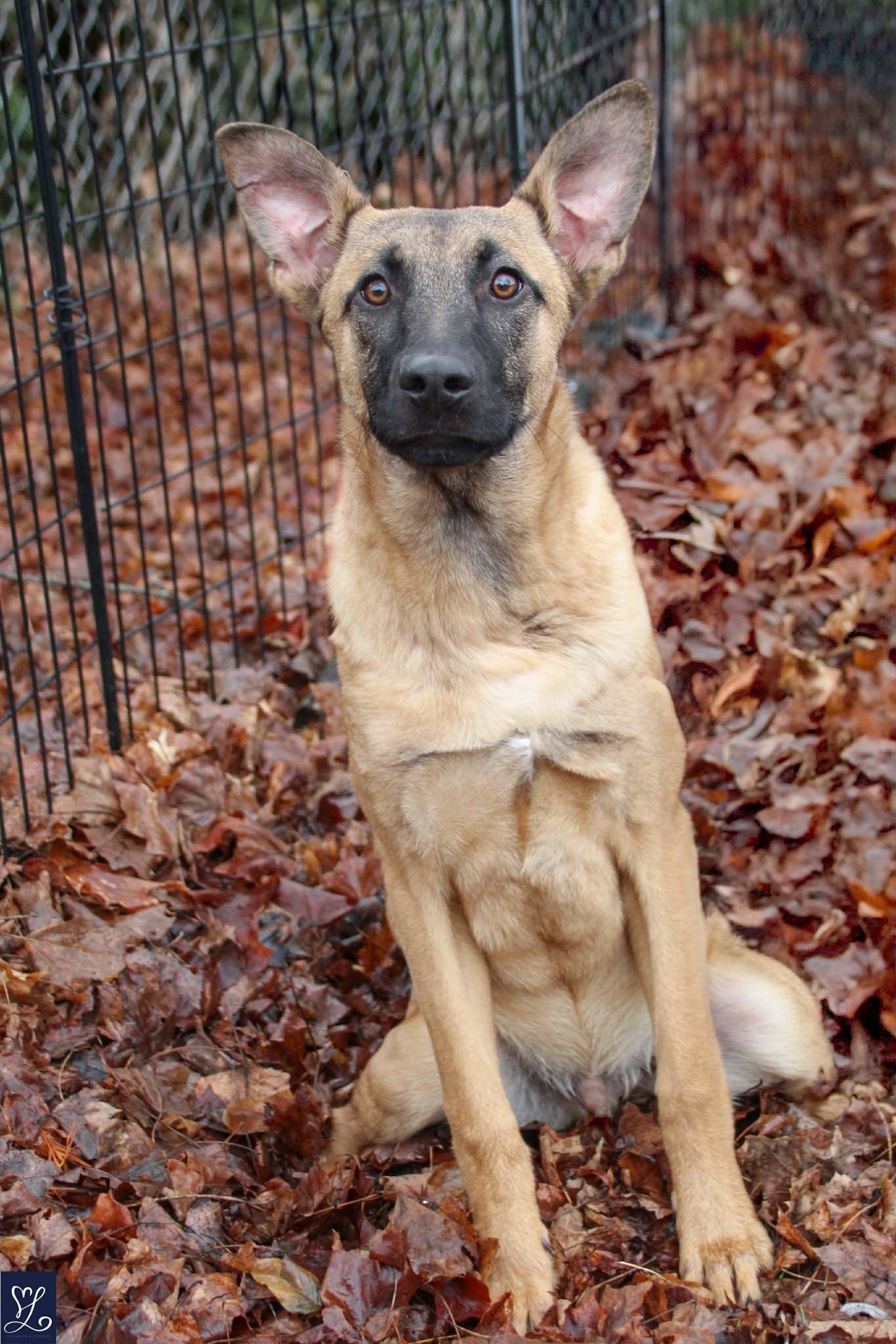 Enlarge Jameson, a ADOPTABLE mixed breed in Walworth, NY image 3/4