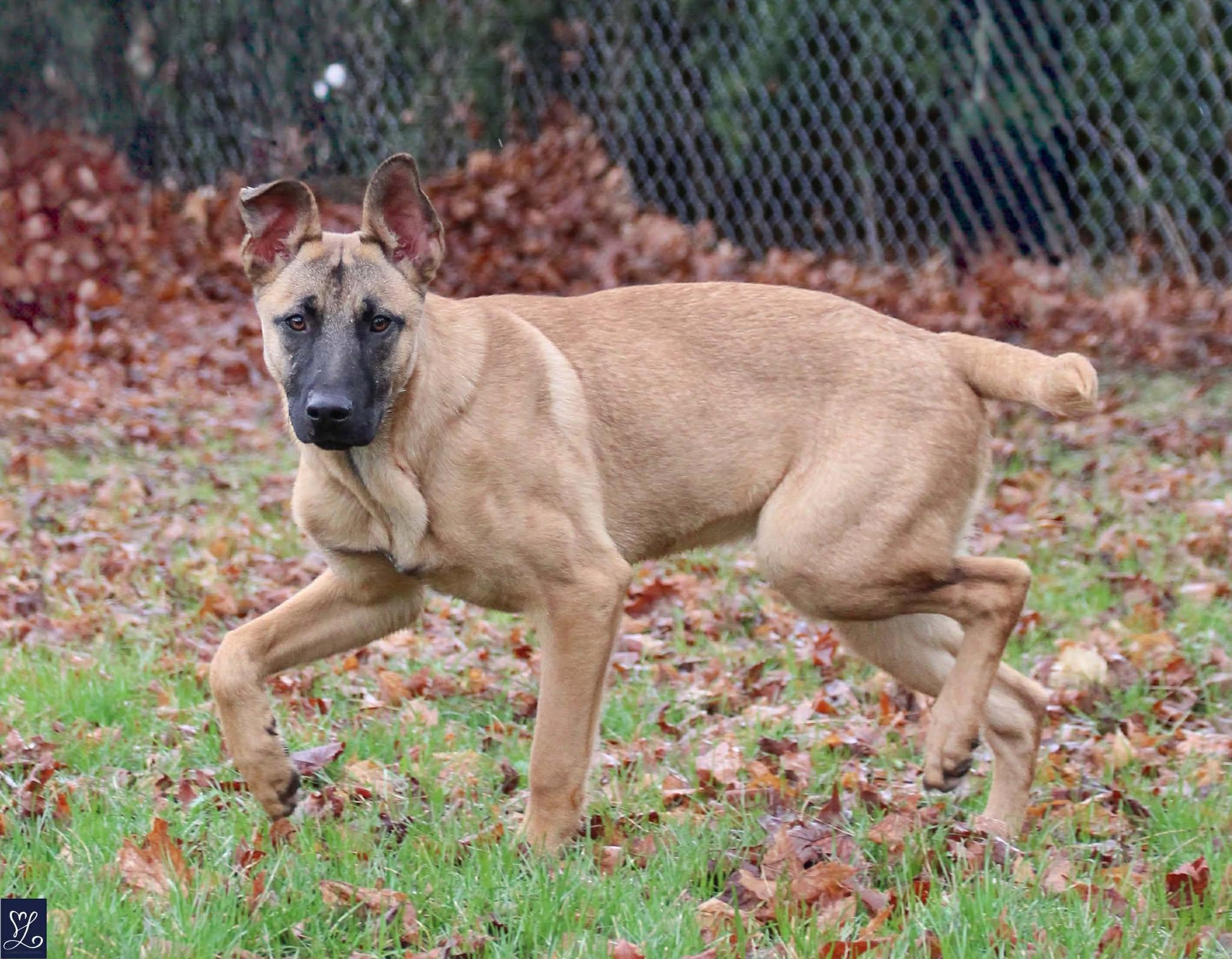 Enlarge Jameson, a ADOPTABLE mixed breed in Walworth, NY image 4/4