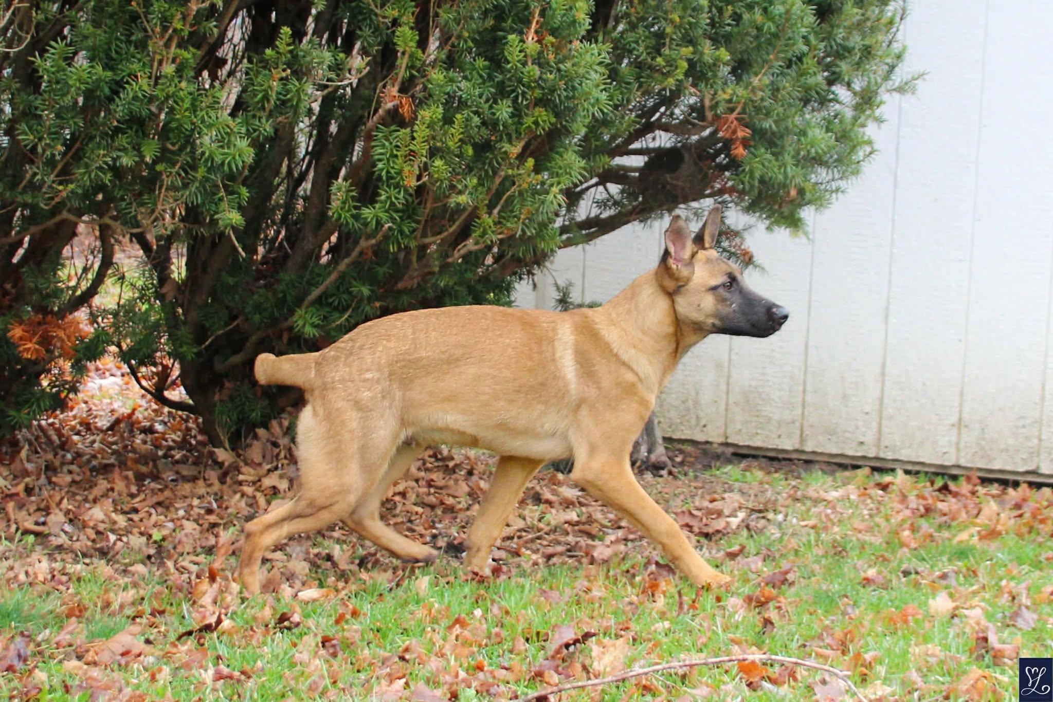 Enlarge Jameson, a ADOPTABLE mixed breed in Walworth, NY image 1/4