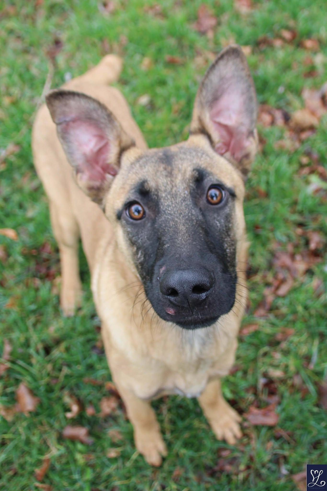 Enlarge Jameson, a ADOPTABLE mixed breed in Walworth, NY image 2/4