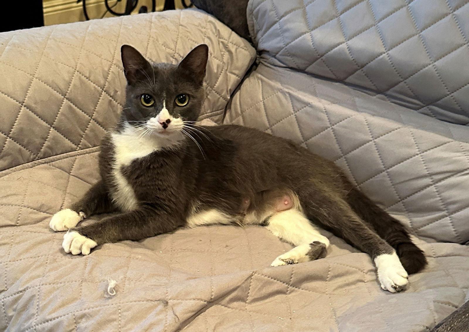 Morgan, Adoptable, Young Female Domestic Short Hair.