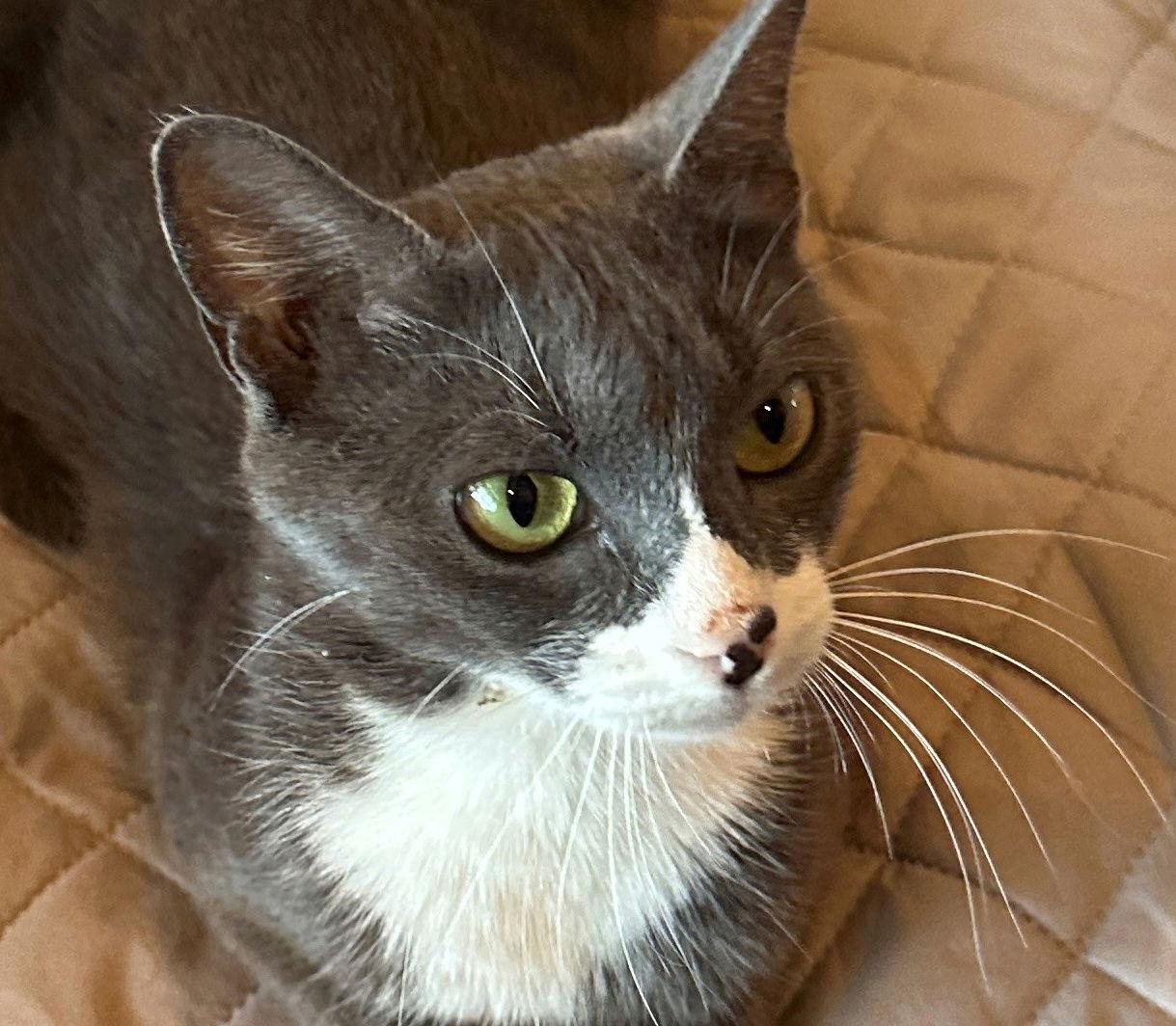 Morgan, a Adoptable Domestic Short Hair in Magnolia Springs, AL image 2/3