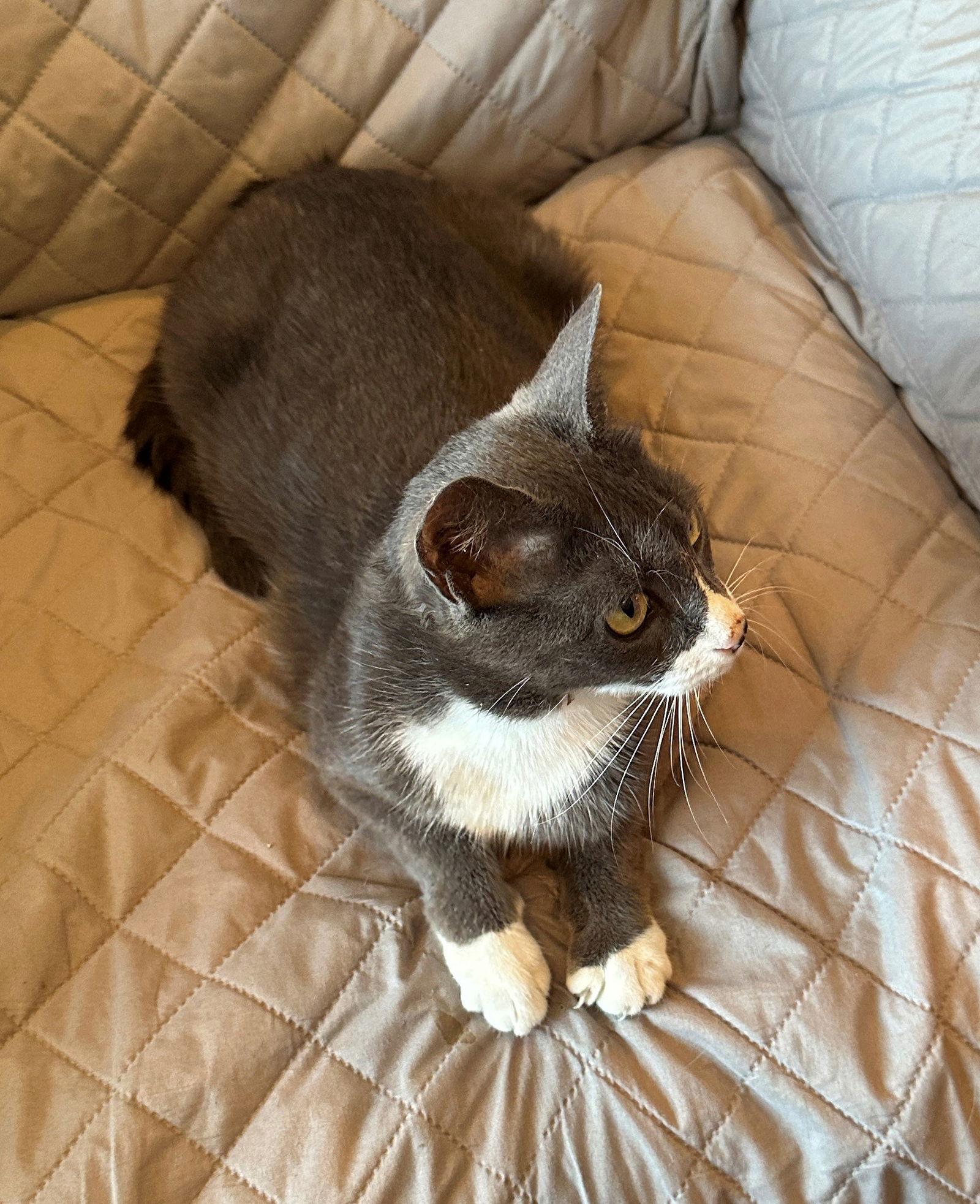 Morgan, a Adoptable Domestic Short Hair in Magnolia Springs, AL image 3/3