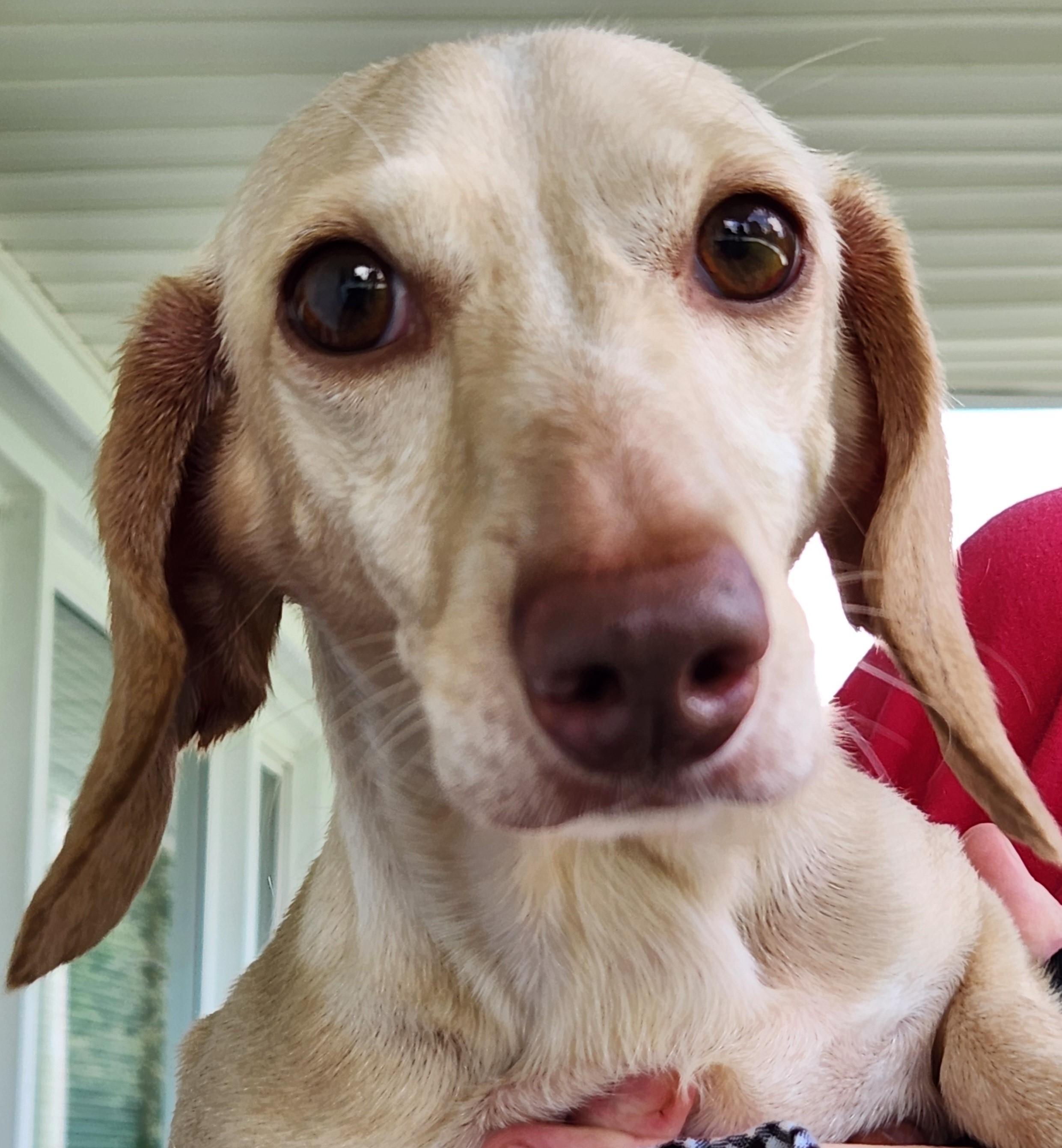 Enlarge Luna in KY, a ADOPTABLE Dachshund in Benton, KY image 6/6
