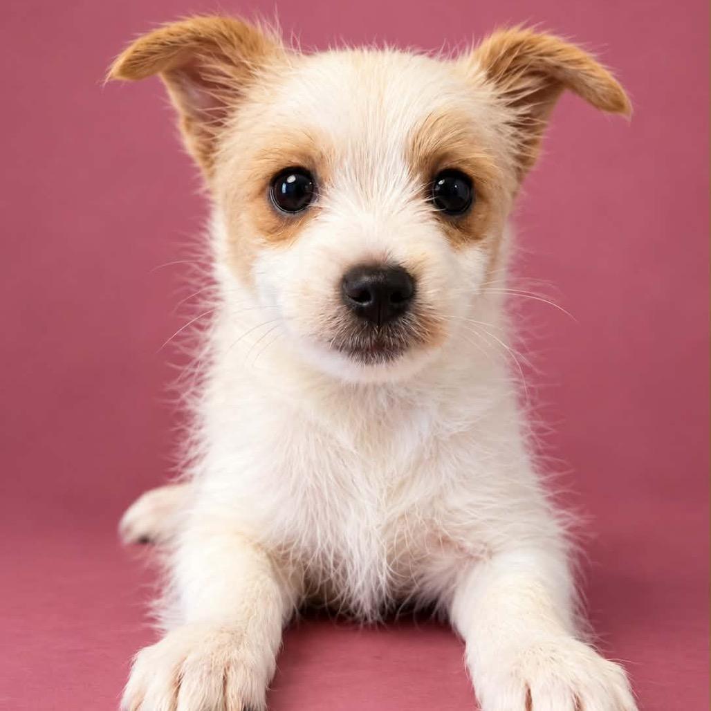 Cobweb, Adoptable, Puppy Female Chihuahua & Maltese.