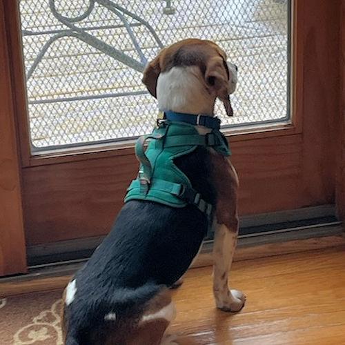 Enlarge Bandit, a ADOPTABLE Beagle in Wadsworth, IL image 6/6