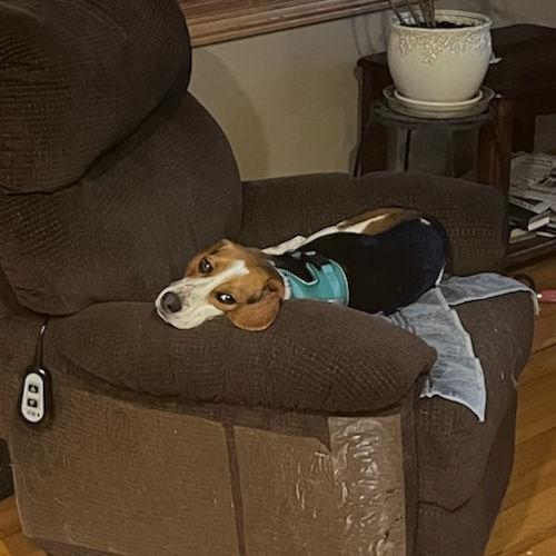 Enlarge Bandit, a ADOPTABLE Beagle in Wadsworth, IL image 4/6