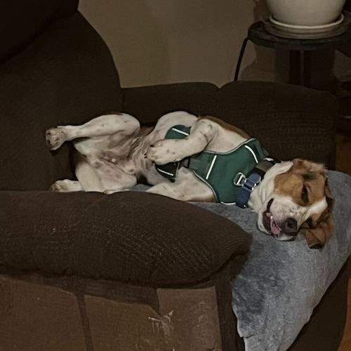 Enlarge Bandit, a ADOPTABLE Beagle in Wadsworth, IL image 3/6