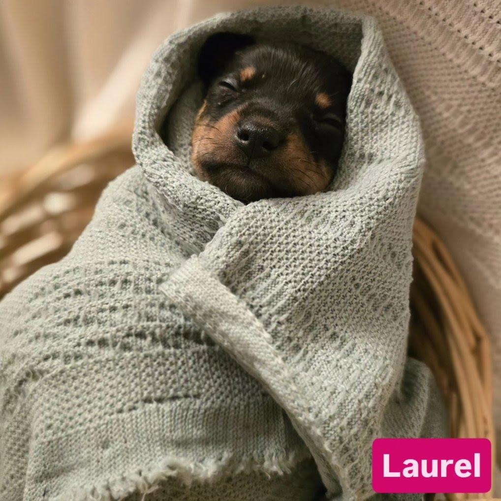 Laurel, Adoptable, Puppy Female Miniature Schnauzer & Chihuahua.