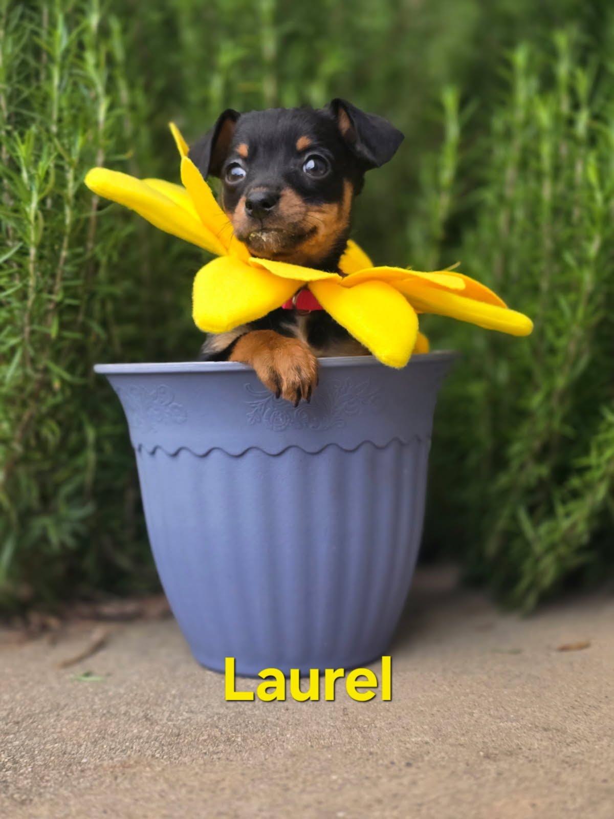 Enlarge Laurel, a Adoptable mixed breed in Knoxville, TN image 3/4