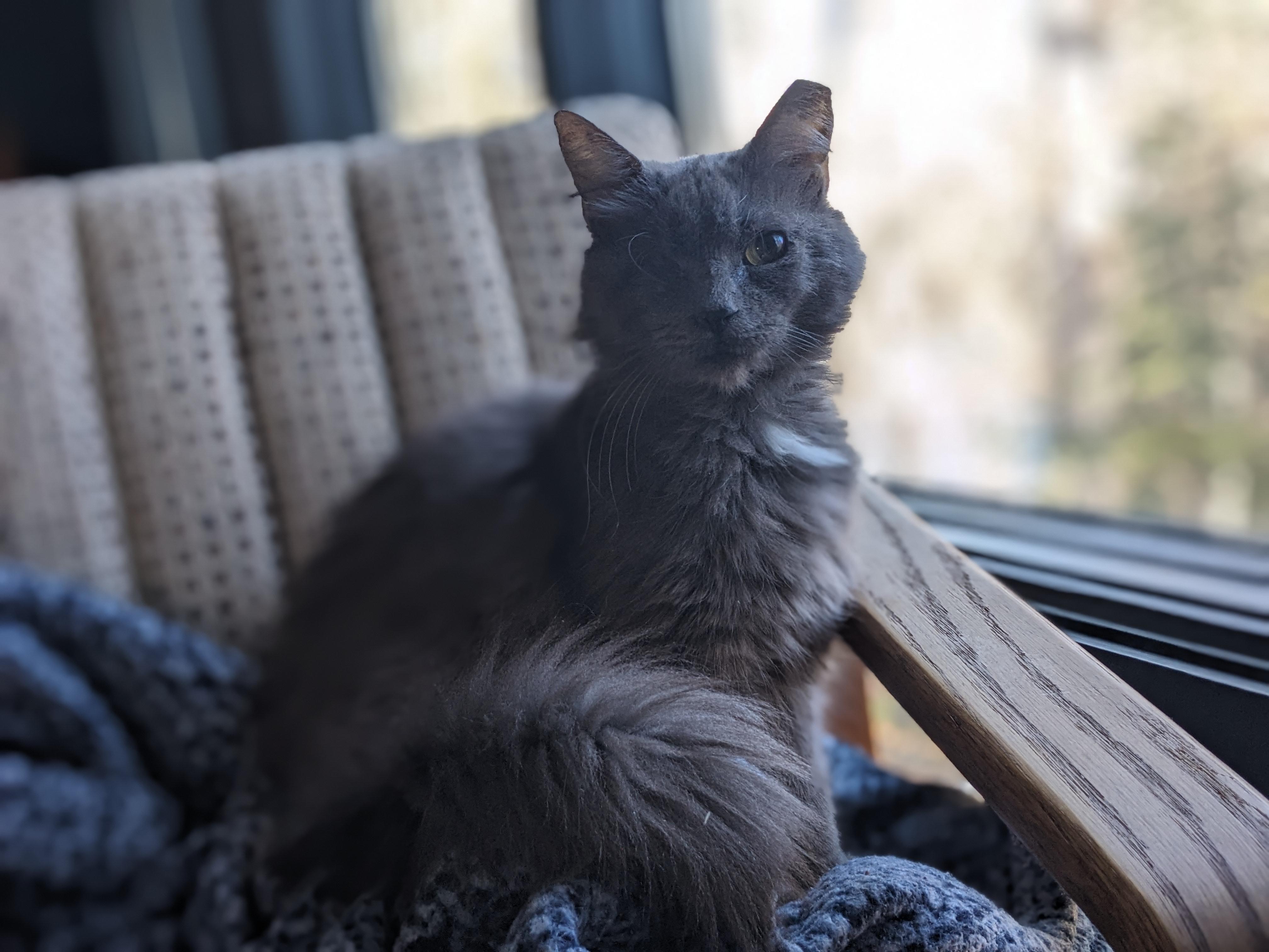 Enlarge Sparrow , a ADOPTABLE Domestic Long Hair in Fairfax, VA image 1/5
