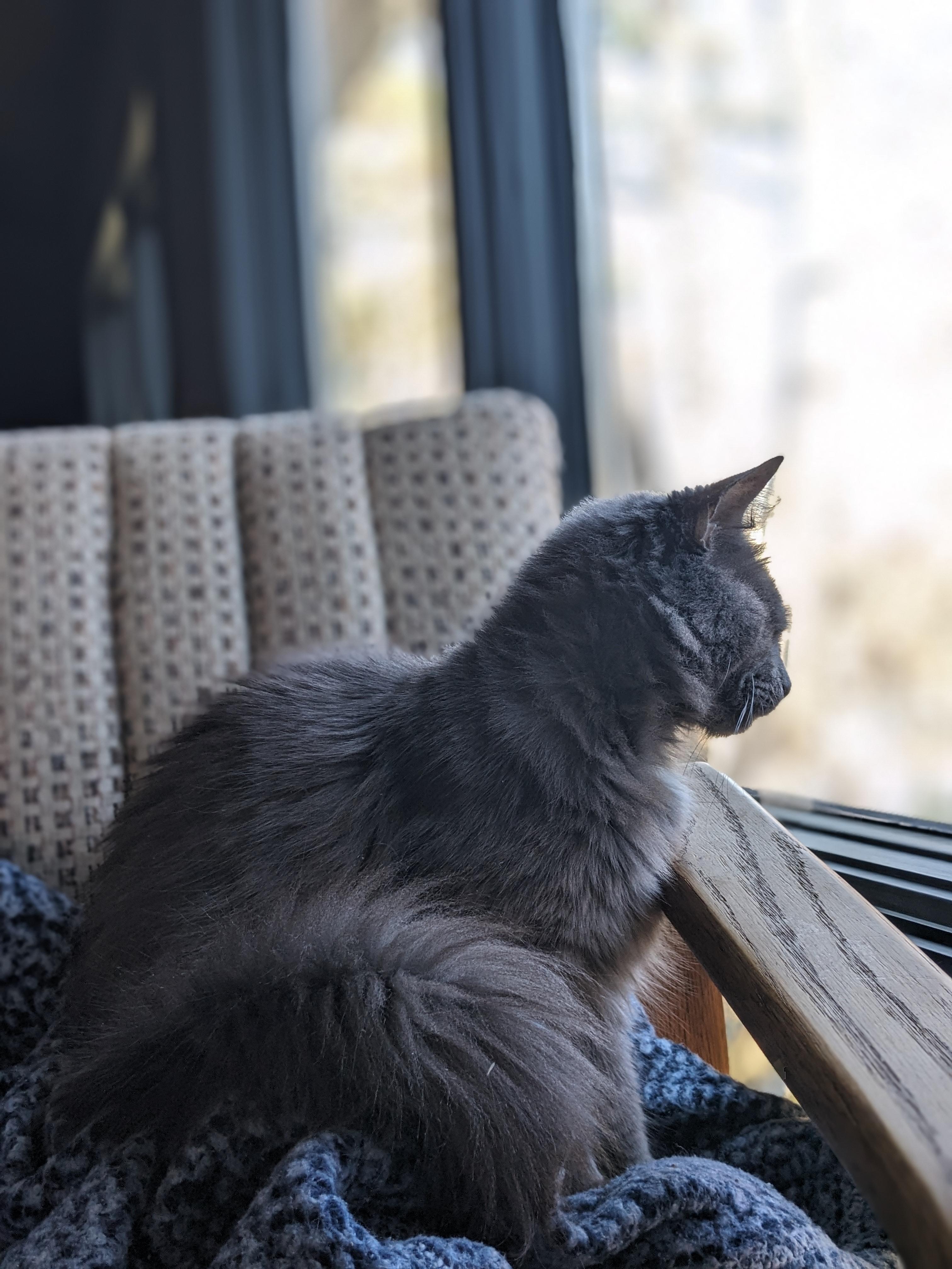 Enlarge Sparrow , a ADOPTABLE Domestic Long Hair in Fairfax, VA image 2/5