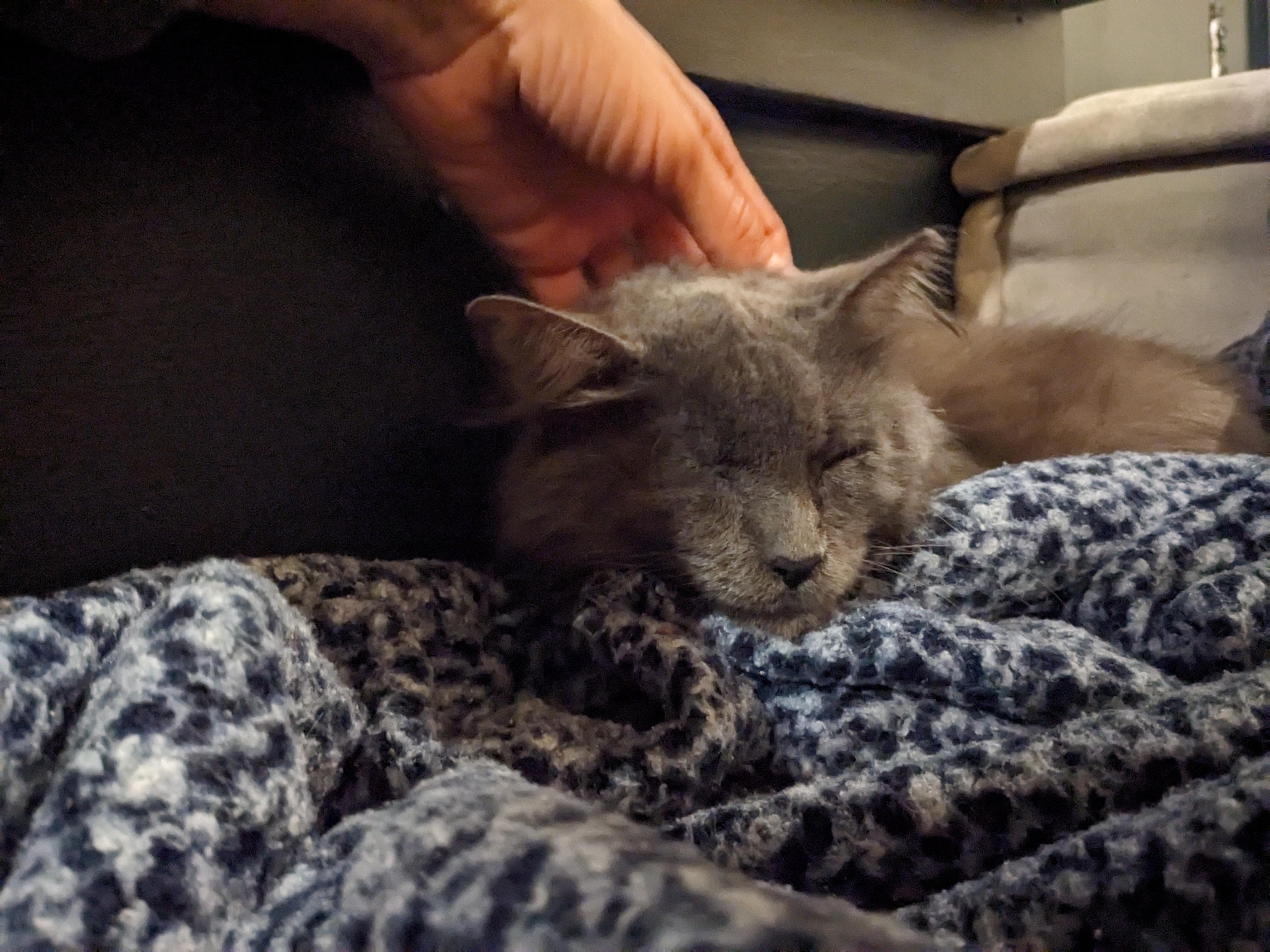 Enlarge Sparrow , a ADOPTABLE Domestic Long Hair in Fairfax, VA image 5/5