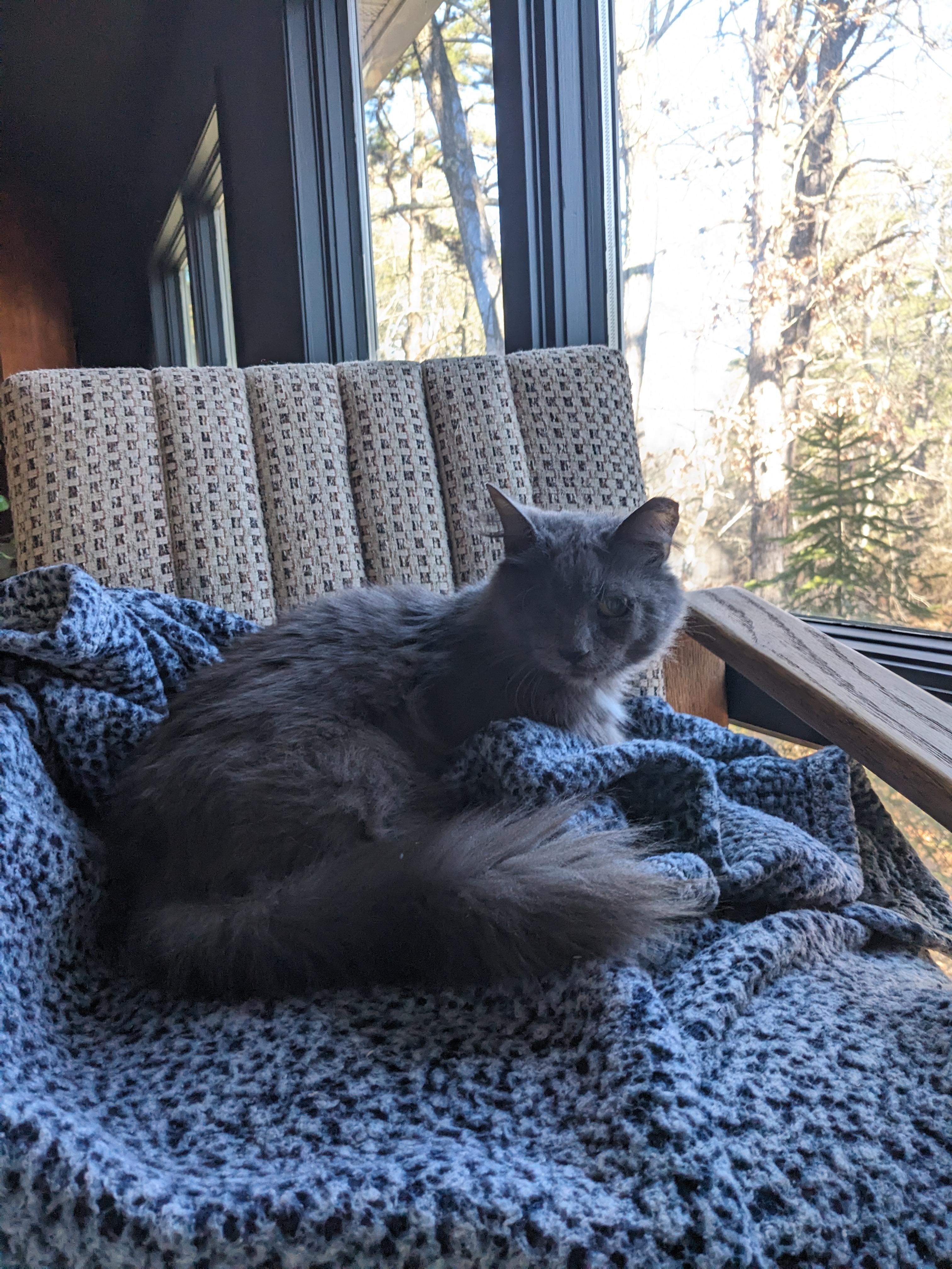 Enlarge Sparrow , a ADOPTABLE Domestic Long Hair in Fairfax, VA image 3/5