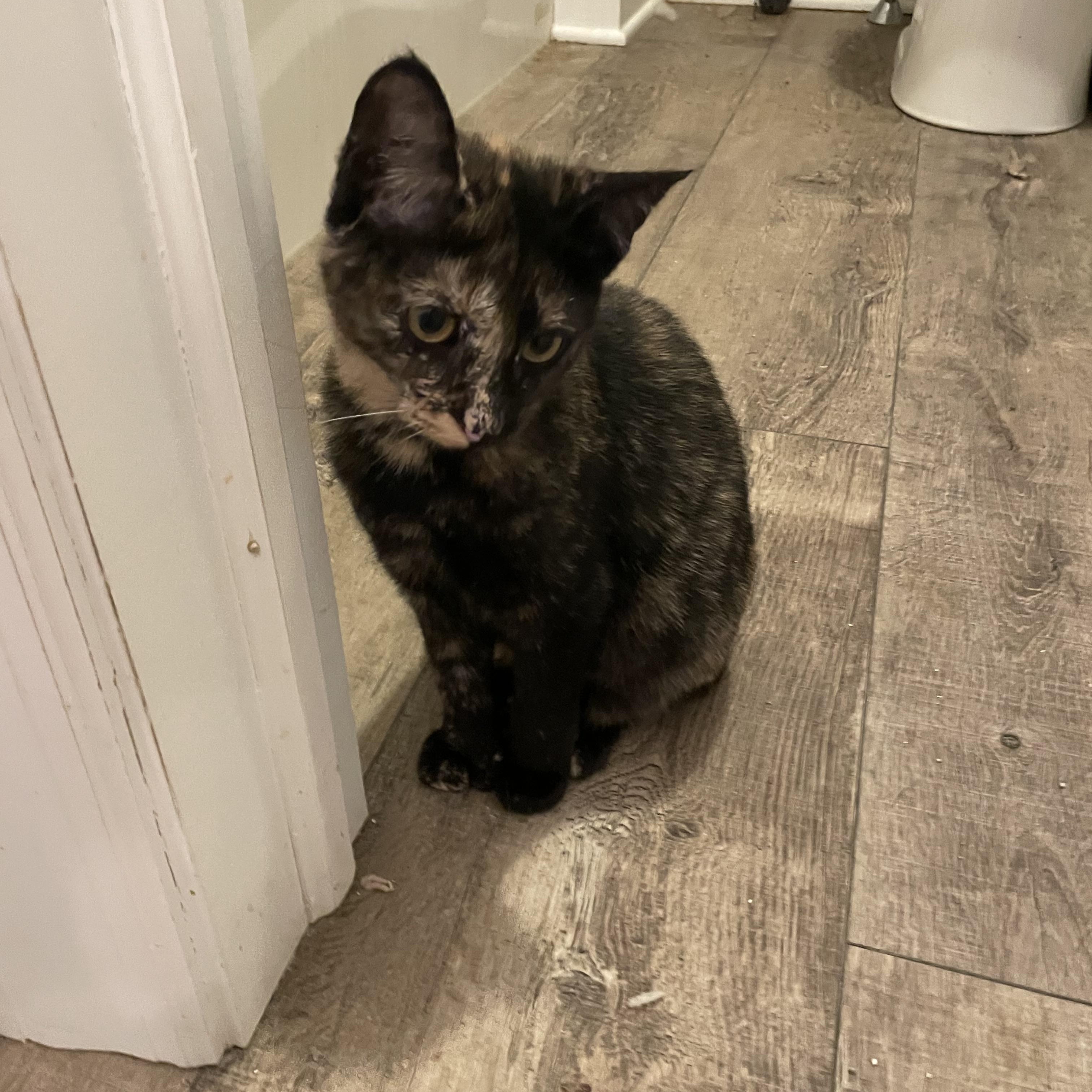 Enlarge Daisy , a ADOPTABLE Tortoiseshell in lititz, PA image 1/2