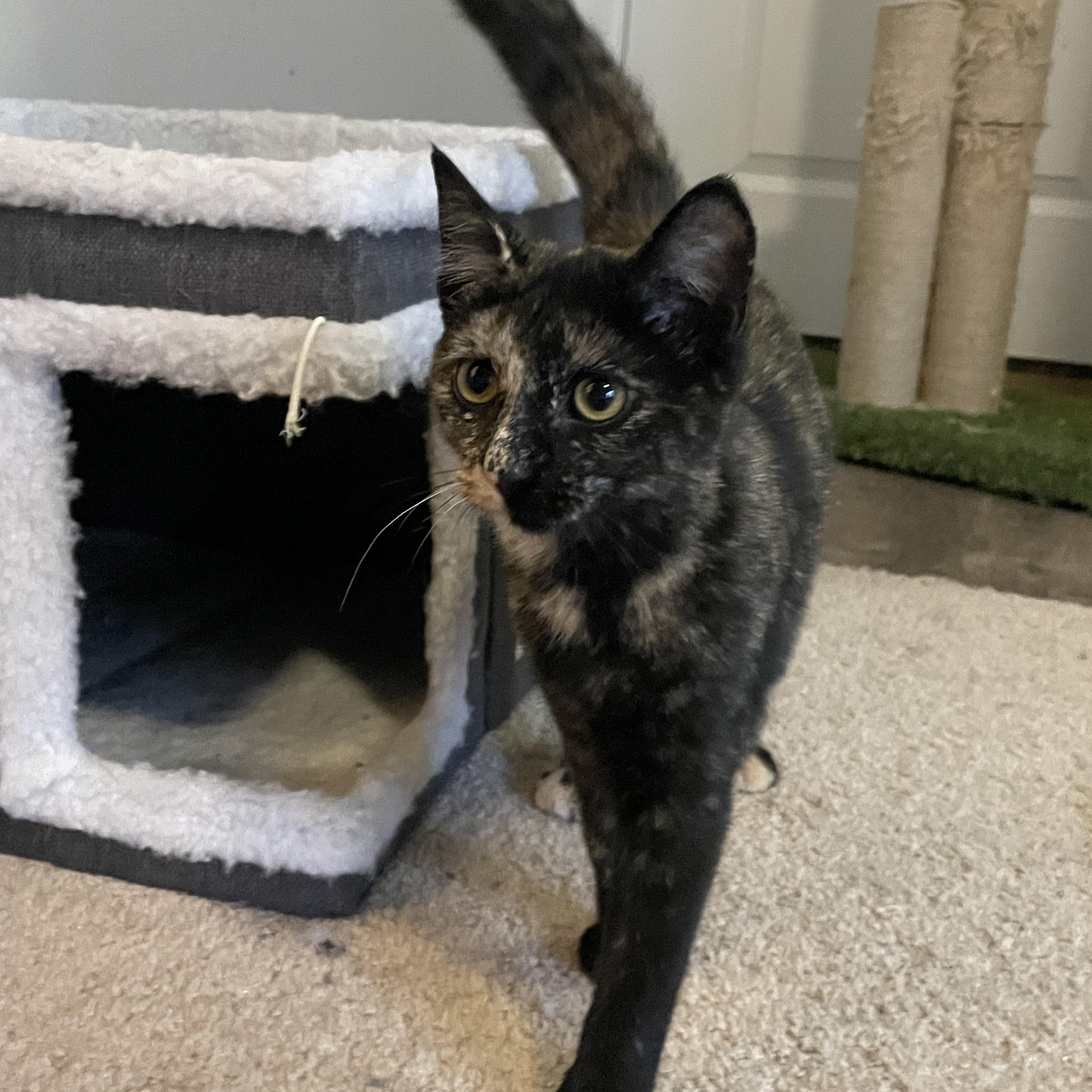 Enlarge Daisy , a ADOPTABLE Tortoiseshell in lititz, PA image 2/2