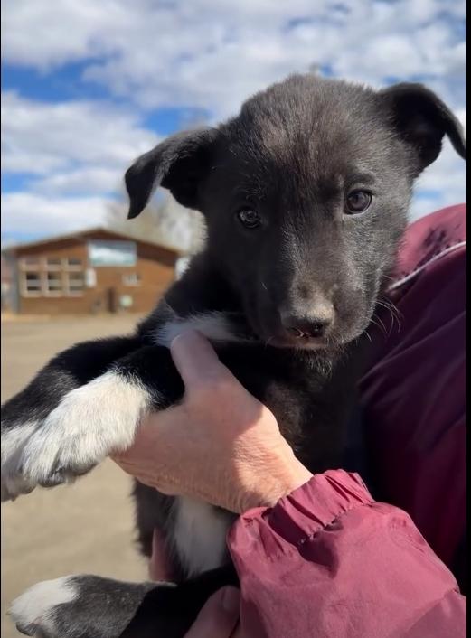 Enlarge Bill Monroe, an adoptable Mixed Breed in Wilsall, MT image 1/1