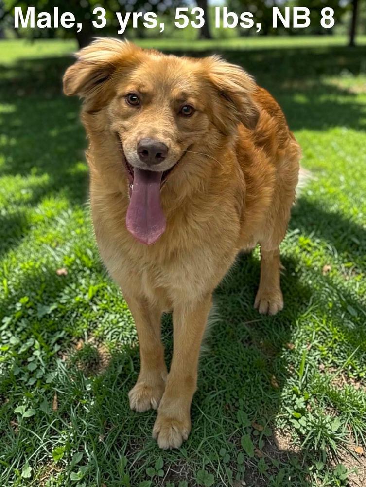 Enlarge Cooper, a Adoptable mixed breed in Manhattan, NY image 1/1