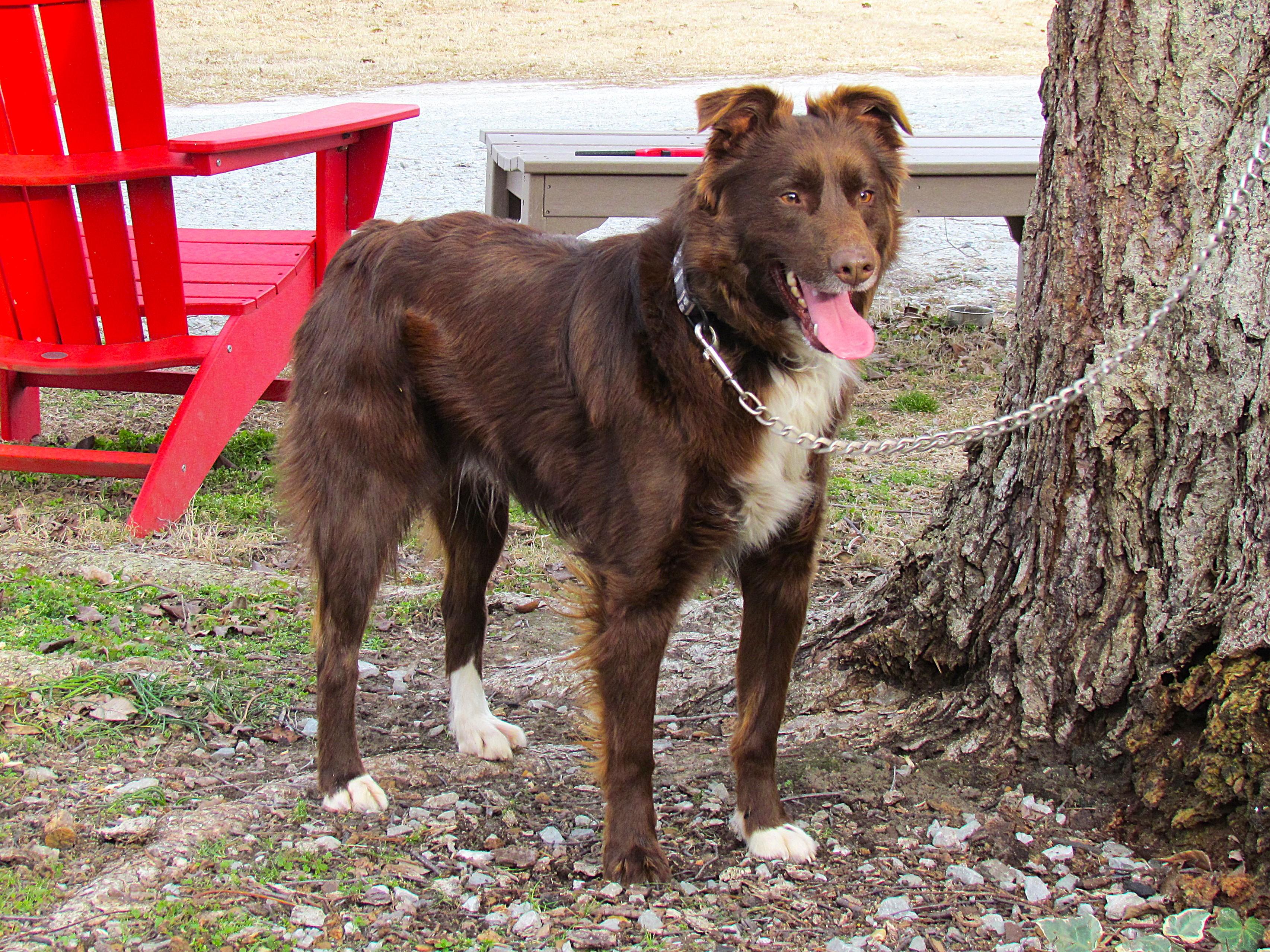 Enlarge CHET, a Adoptable Australian Shepherd in Harrisburg, PA image 1/6