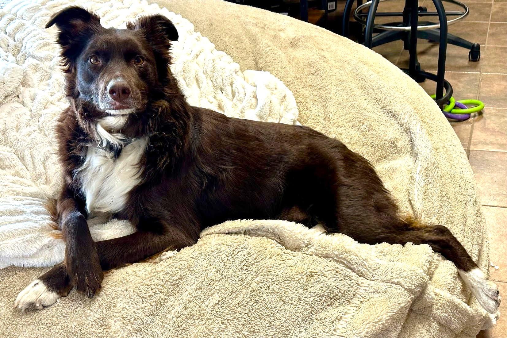 Enlarge CHET, a Adoptable Australian Shepherd in Harrisburg, PA image 5/6